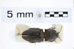 Foto (Dorsalansicht) von Agrypnus afflictus (Candèze, 1874) (NHMW-ZOO-COL-0008134)